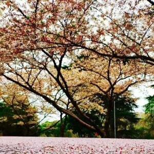 一棵不开花的苹果树
