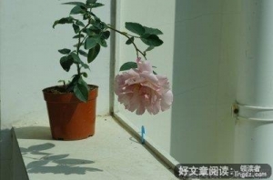 预谋出轨读后感10篇