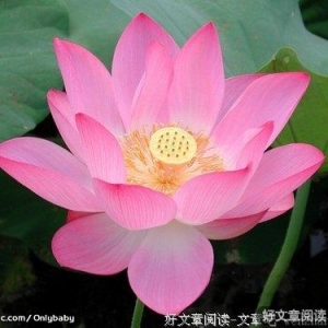 真正的智慧在于隐藏