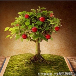 做一棵永远成长的苹果树