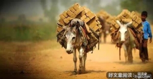 一头去上班的驴，太经典了！不看三遍不过瘾！！！