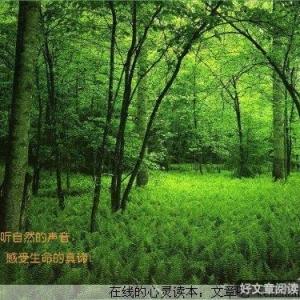 倾听自然的声音，感受生命的真谛
