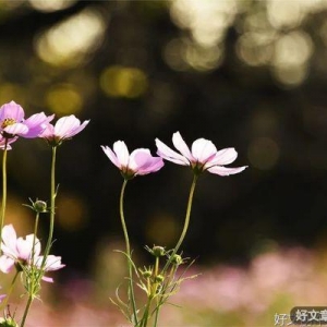佛说：一念花开，一念花落
