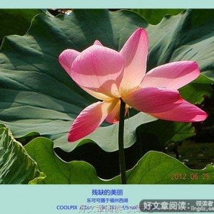 残缺的美丽