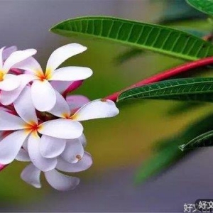 关于读后感的唯美语录