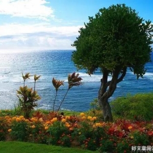 今生，愿做一棵树