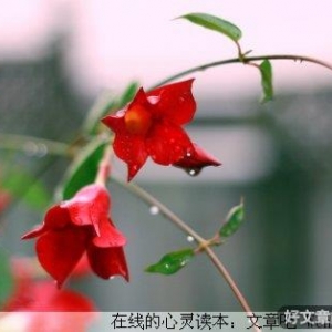 聆听那滴滴答答的雨声
