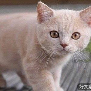 没有什么烦恼，是养一只猫解决不了的