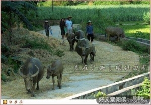 《田园风光》的观后感10篇