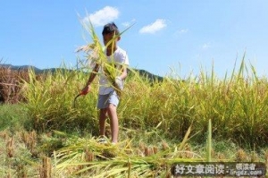《小农夫》观后感100字