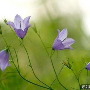“顺其自然”是平庸者最贴心的安慰