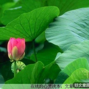 平心静气发现生活之美