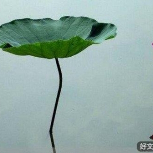 把心安顿好，生活即自在
