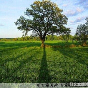 种树的男人