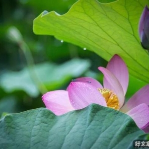 成功三大定律：荷花定律、竹子定律、金蝉定律