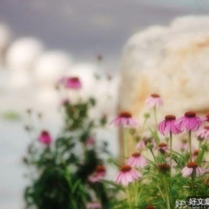 以一颗安静的心，守望在烟火世俗中
