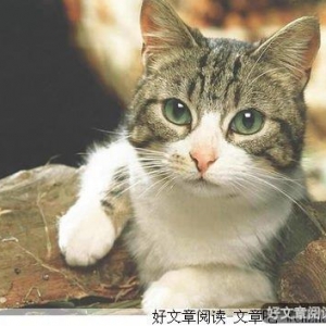 活了一百万次的猫