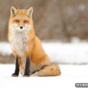 请远离身边“狐狸式”的人