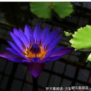 多情遇无情 青春付水流