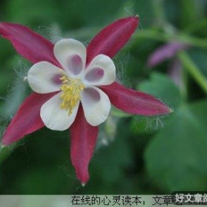 事能知足心常泰，人到无求品自高