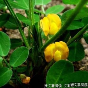 使劲开花的花不结果