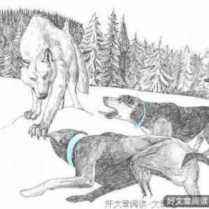 白狼的故事
