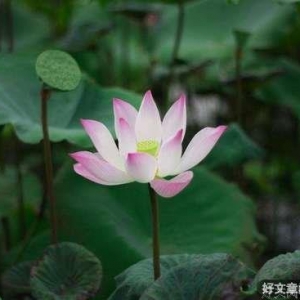 处事的智慧