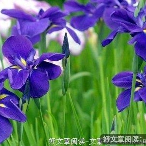气质之美 是心灵在闪光！
