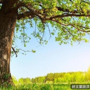 原来，这就是“大树定律”