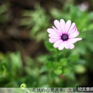 有种心境是洒脱