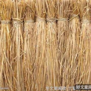 不愿拧成一股绳的稻草