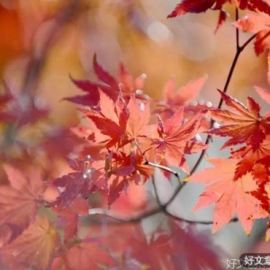 弄花一岁，看花十日