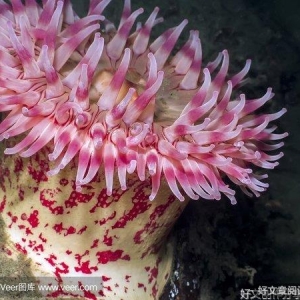 海葵