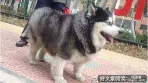 长大以后，我们各走各的