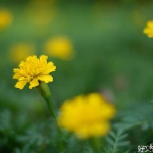 怕麻烦