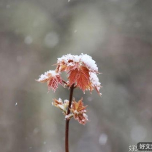 愿人生岁月，知足者常乐