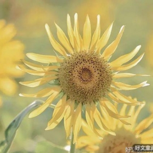 心守一抹暖阳，静待一树花开