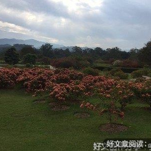 百花园中看百花