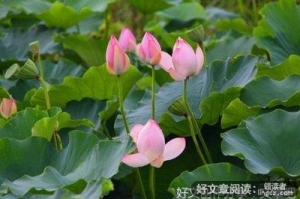 我可能不会爱你优美的句子