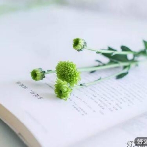 淡淡的日子，静静的过