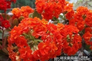长寿花