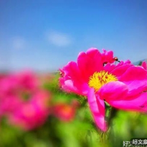 有一种静美，叫孤独