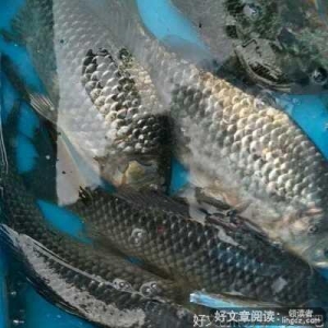 去钓鱼