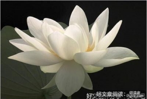 自强的句子