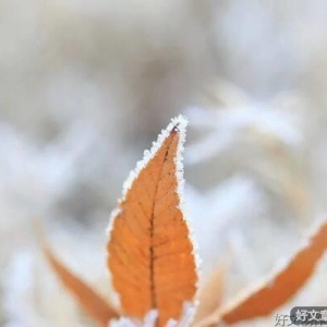 他朝若能同淋雪，此生也算共白头