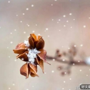 只要初心若雪，就能一路生花