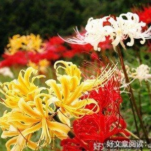 昂阳斗志优美的句子