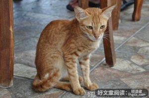一直猫的救牍