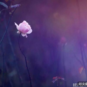 一路走来，别赌感情，别猜人心