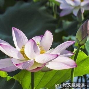爱你的优美句子